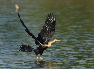 Oriental Darter - Anhinga melanogaster