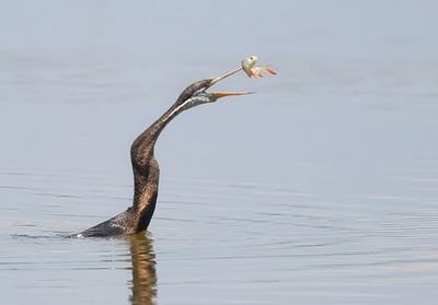 Oriental Darter - Anhinga melanogaster