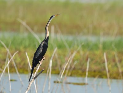 Oriental Darter - Anhinga melanogaster