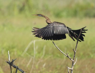 Oriental Darter - Anhinga melanogaster