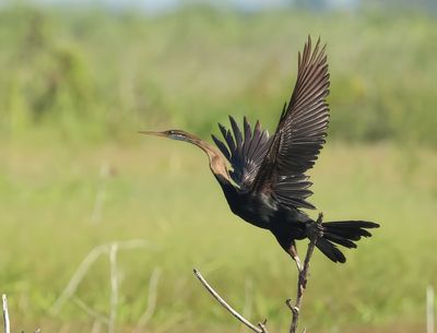 Oriental Darter - Anhinga melanogaster