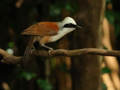 White-crested Laughingthrush - Garrulax leucolophus diardi