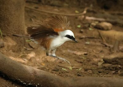 White-crested Laughingthrush - Garrulax leucolophus diardi