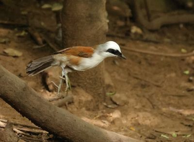 White-crested Laughingthrush - Garrulax leucolophus diardi