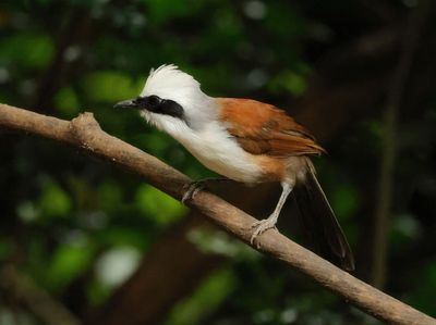 White-crested Laughingthrush - Garrulax leucolophus diardi
