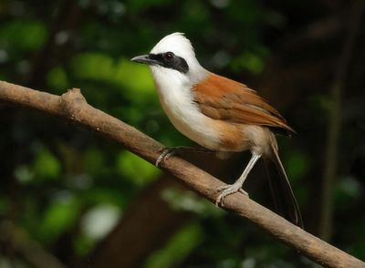 White-crested Laughingthrush - Garrulax leucolophus diardi