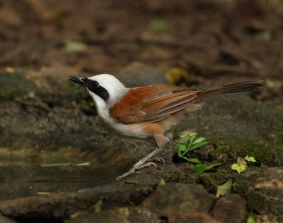 White-crested Laughingthrush - Garrulax leucolophus diardi