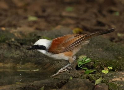 White-crested Laughingthrush - Garrulax leucolophus diardi