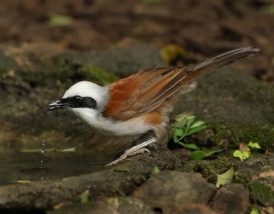 White-crested Laughingthrush - Garrulax leucolophus diardi