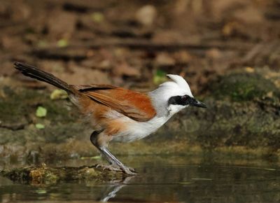 White-crested Laughingthrush - Garrulax leucolophus diardi