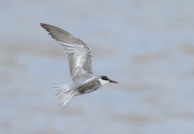 Whiskered Tern - Childonias h. hybrida