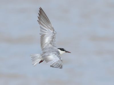 Whiskered Tern - Childonias h. hybrida