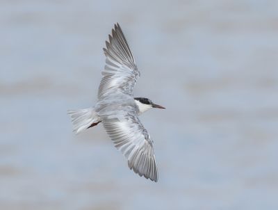 Whiskered Tern - Childonias h. hybrida