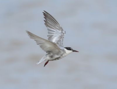 Whiskered Tern - Childonias h. hybrida