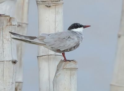 Whiskered Tern - Childonias h. hybrida