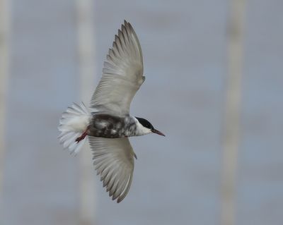 Whiskered Tern - Childonias h. hybrida