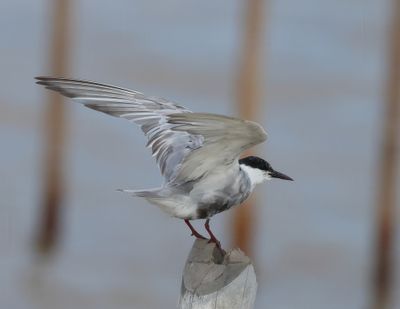 Whiskered Tern - Childonias h. hybrida
