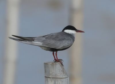 Whiskered Tern - Childonias h. hybrida