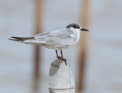Whiskered Tern - Childonias h. hybrida