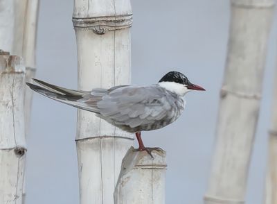 Whiskered Tern - Childonias h. hybrida