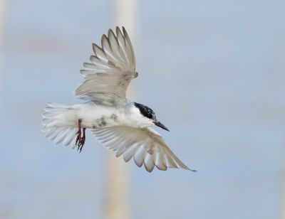 Whiskered Tern - Childonias h. hybrida