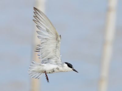Whiskered Tern - Childonias h. hybrida