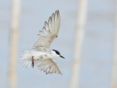 Whiskered Tern - Childonias h. hybrida