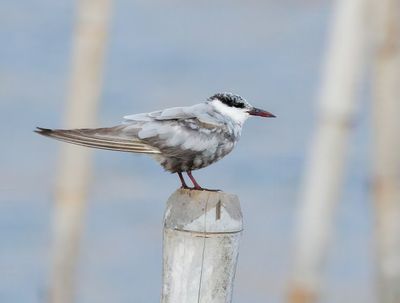 Whiskered Tern - Childonias h. hybrida