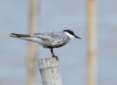 Whiskered Tern - Childonias h. hybrida