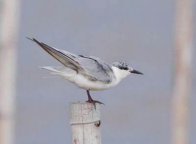 Whiskered Tern - Childonias h. hybrida