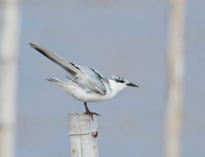 Whiskered Tern - Childonias h. hybrida