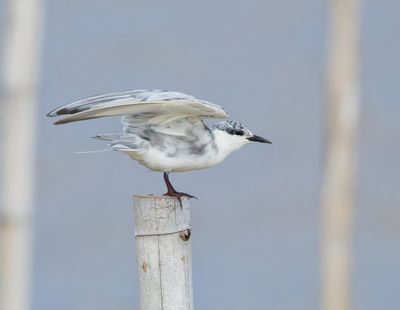 Whiskered Tern - Childonias h. hybrida