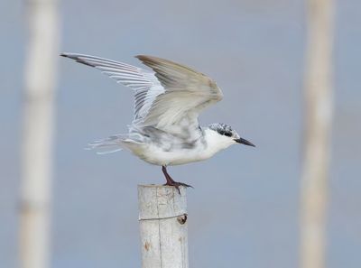 Whiskered Tern - Childonias h. hybrida