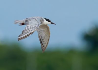 Whiskered Tern - Childonias h. hybrida