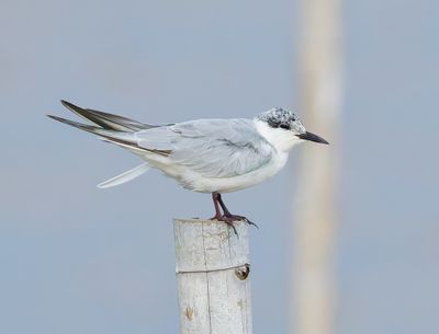 Whiskered Tern - Chlidonias h. hybrida