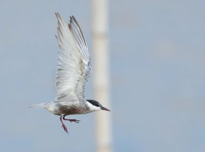 Whiskered Tern - Chlidonias h. hybrida