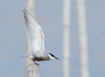 Whiskered Tern - Chlidonias h. hybrida