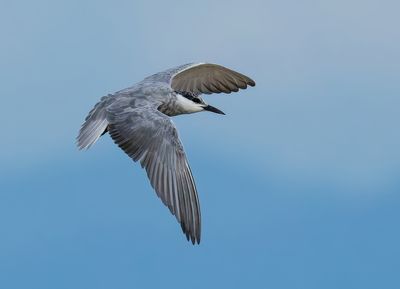 Whiskered Tern - Chlidonias h. hybrida