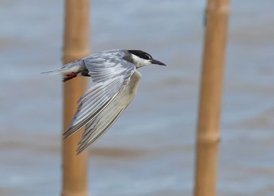 Whiskered Tern - Childonias h. hybrida