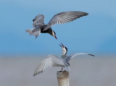 Whiskered Tern - Chlidonias h. hybrida