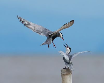 Whiskered Tern - Chlidonias h. hybrida