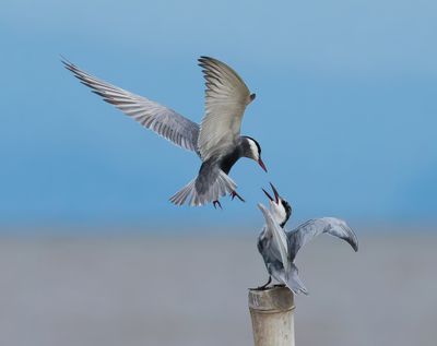 Whiskered Tern - Chlidonias h. hybrida