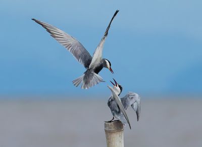 Whiskered Tern - Chlidonias h. hybrida