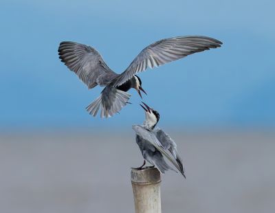 Whiskered Tern - Chlidonias h. hybrida