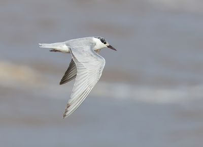 Whiskered Tern - Chlidonias h. hybrida