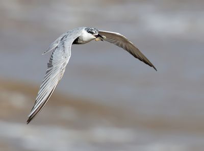 Whiskered Tern - Chlidonias h. hybrida