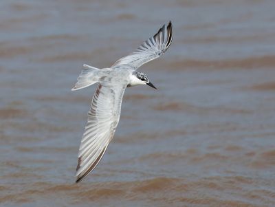 Whiskered Tern - Chlidonias h. hybrida