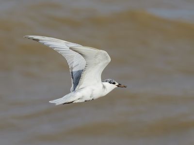 Whiskered Tern - Chlidonias h. hybrida