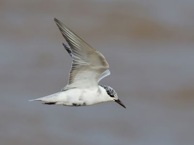 Whiskered Tern - Chlidonias h. hybrida