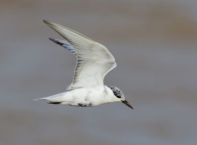 Whiskered Tern - Chlidonias h. hybrida